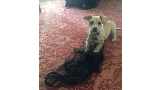 Illustration for article titled Kristen Bell Is Not Turned On by the Vet's Office, Guys